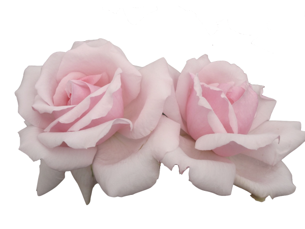 Наклейки для фотошопа цветы