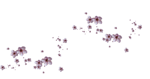 Россыпь цветов на прозрачном фоне