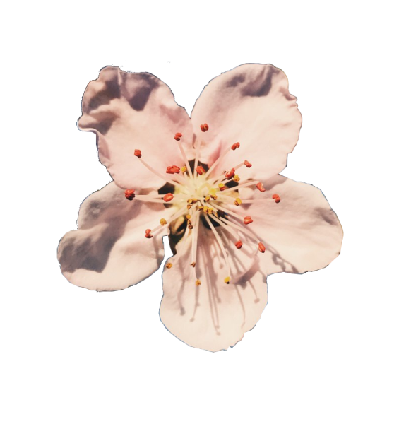 Цветы Сакуры