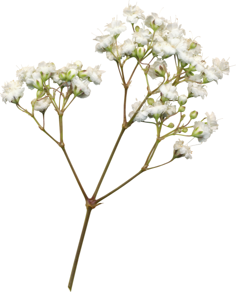 Гипсофилы на белом фоне