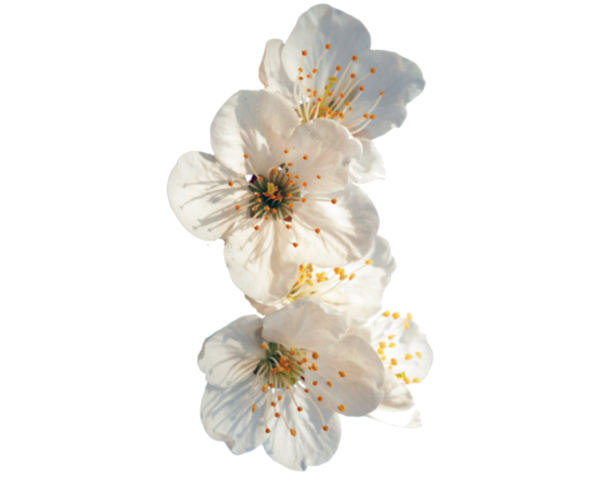 Белые цветы