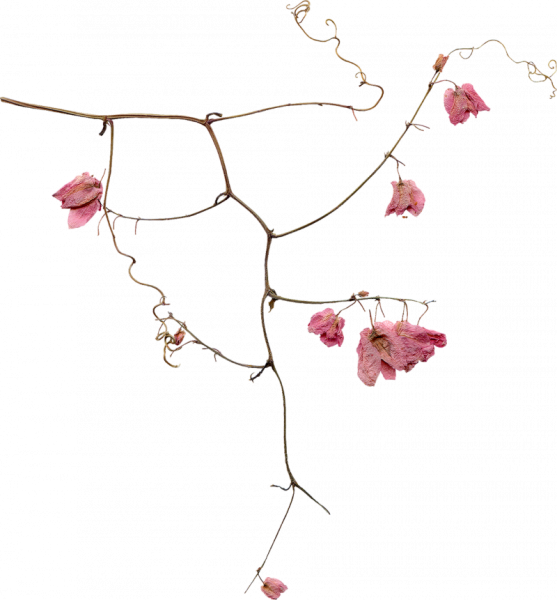 Изящные веточки