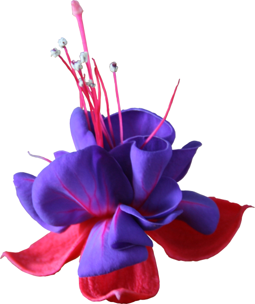 Фуксия на белом фоне