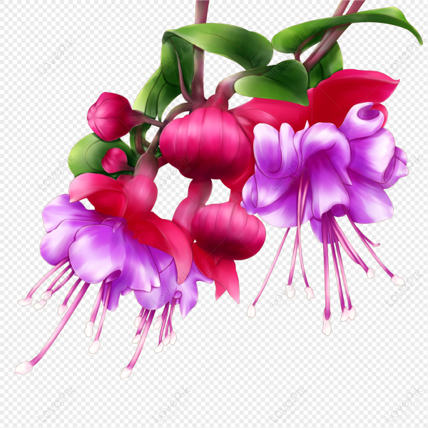 Цветы фуксия вектор