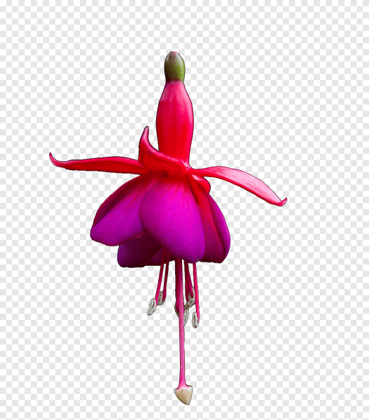 Лепесток фуксии