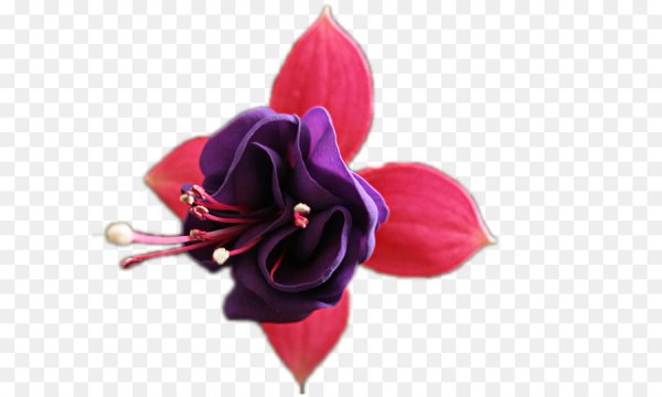 Фуксия на белом фоне