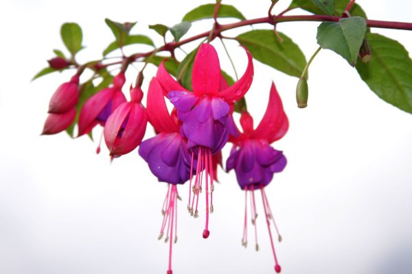 Фуксия на прозрачном фоне