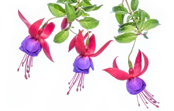 Фуксия на белом фоне