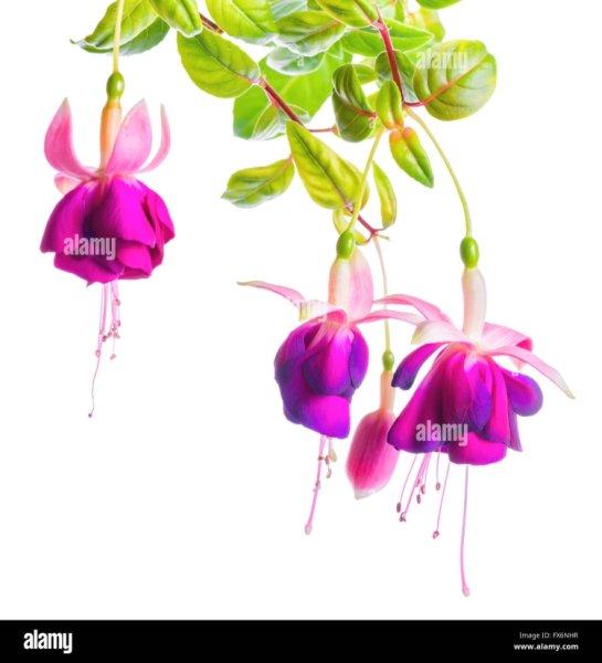 Фуксия картинки для детей на прозрачном фоне