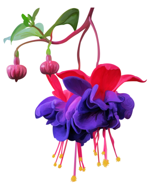 Фуксия на белом фоне