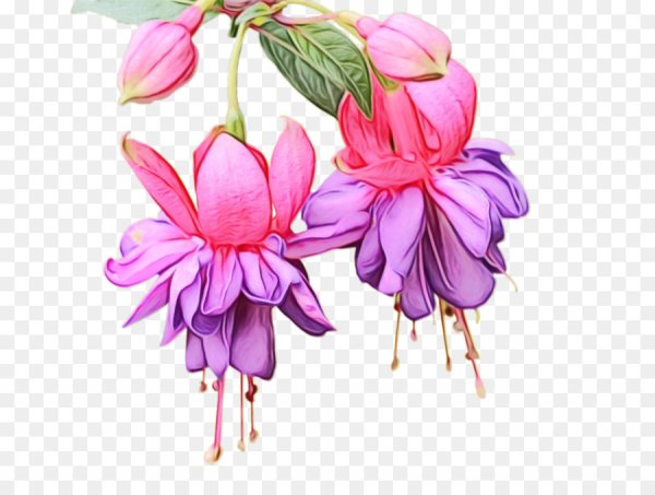 Фуксия на прозрачном фоне