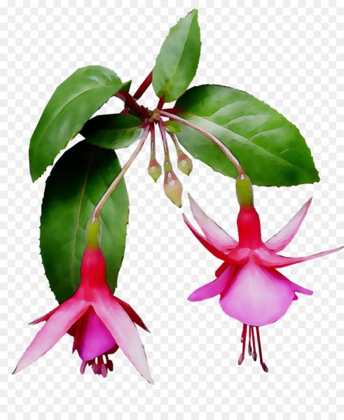 Фуксия цветок листья