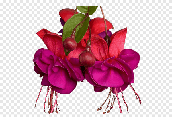 Фуксия на белом фоне