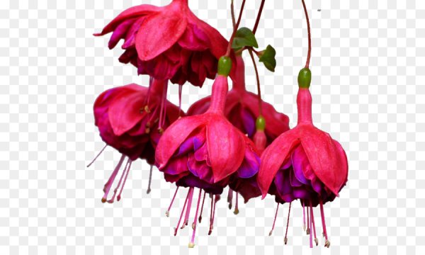 Фуксия на прозрачном фоне