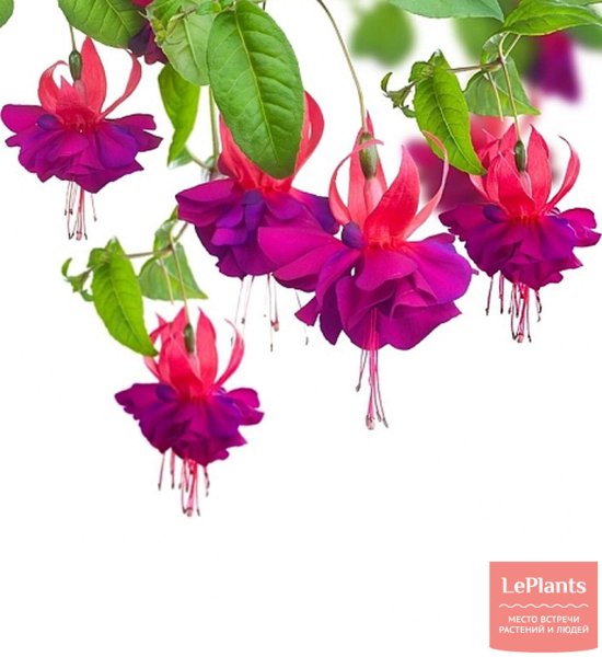 Орнамент фуксия