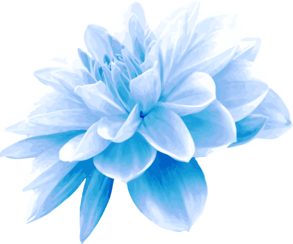 Цветы на прозрачном фоне