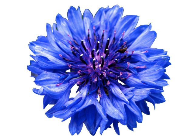 Василек для детей