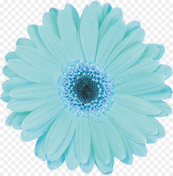 Голубые цветы на белом фоне