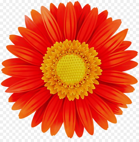 Оранжевый Дейзи цветок