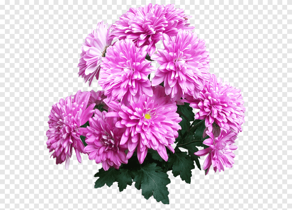 Букет астры и хризантемы