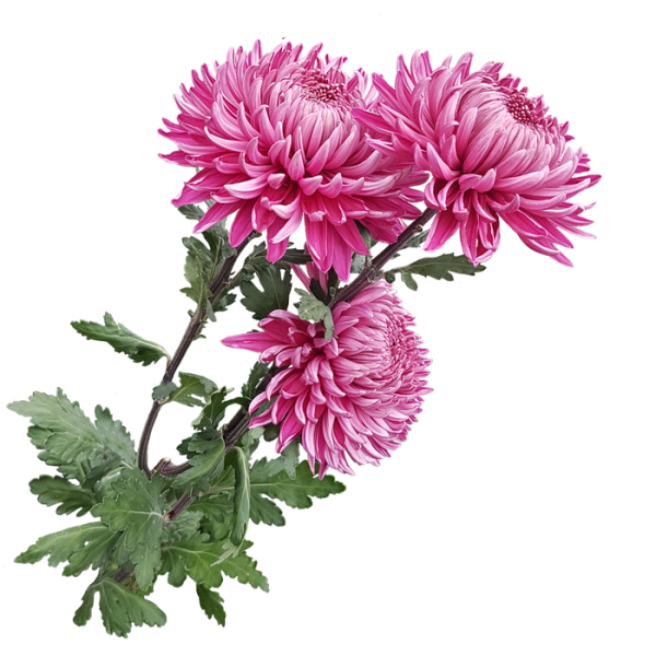 Хризантема для детей