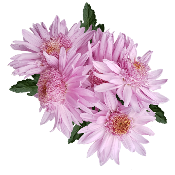 Хризантема на белом фоне