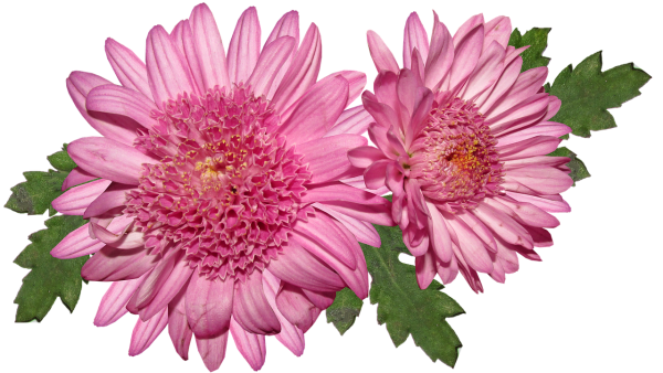 Хризантемы на прозрачном фоне