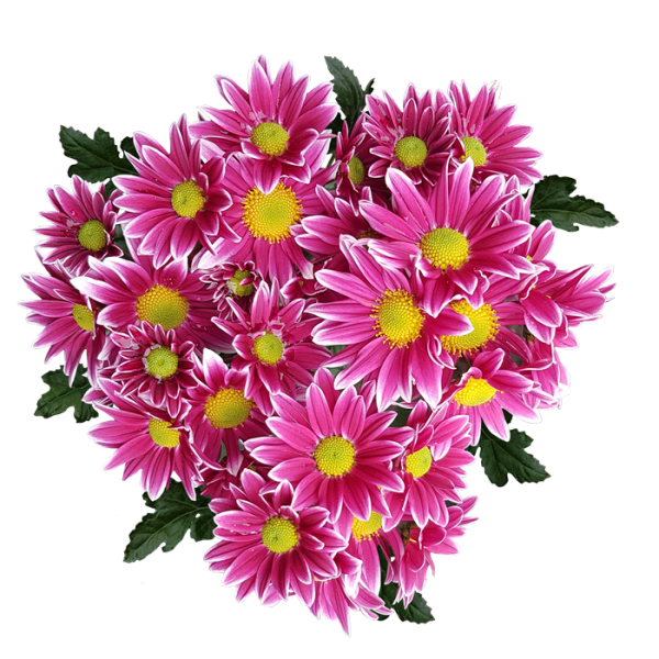 Хризантемы на прозрачном фоне