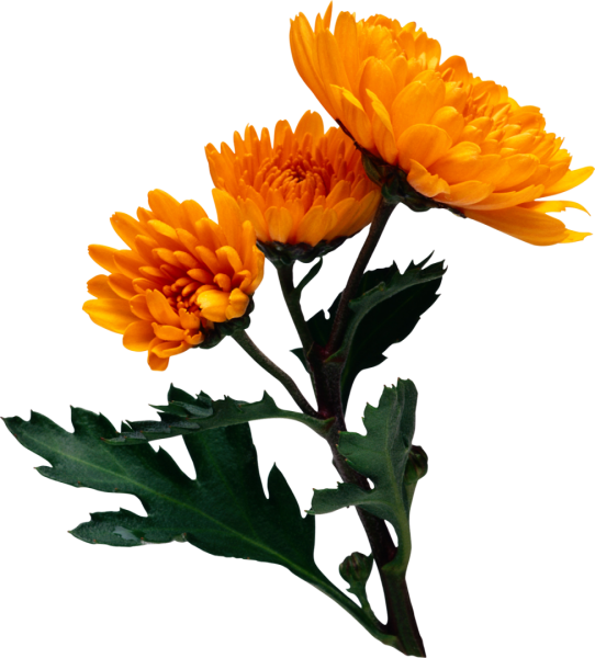 Календула Хризантема