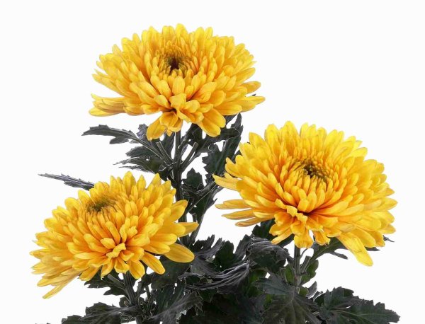 Желтые хризантемы на белом фоне