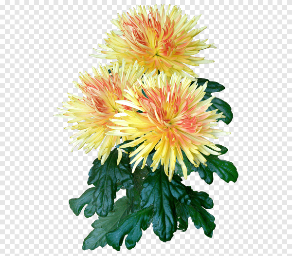 Хризантема для детей