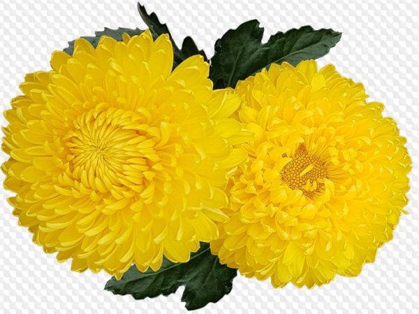 Желтые хризантемы на прозрачном фоне