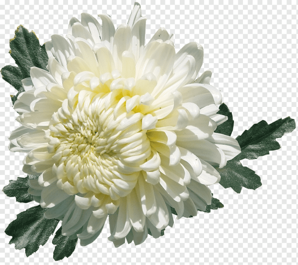 Хризантема Киприя