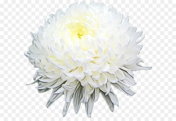Хризантема на белом фоне