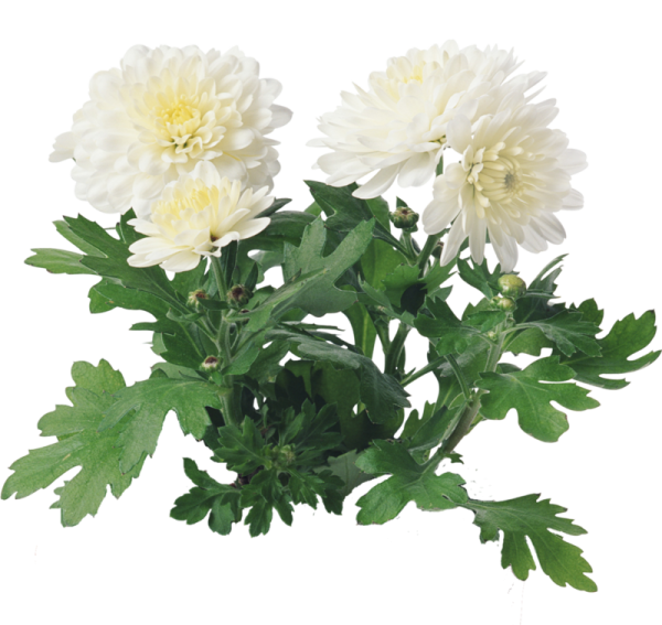 Хризантема тр корона