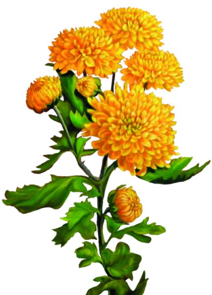 Хризантема стебель