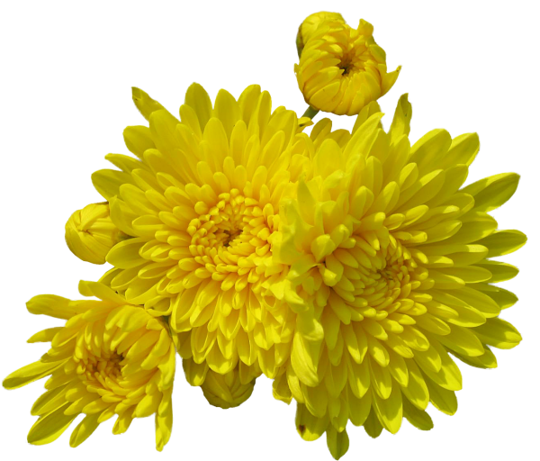 Жёлтые хризантемы