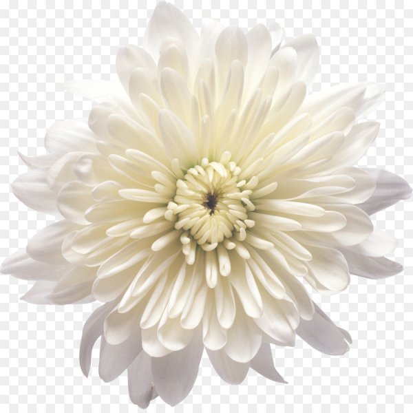 Хризантема бежевая