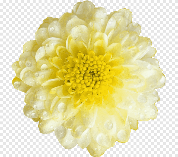 Цветы на прозрачном фоне