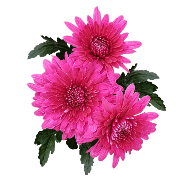 Хризантема Астро