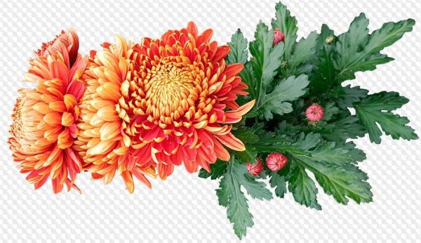 Хризантемы сзади