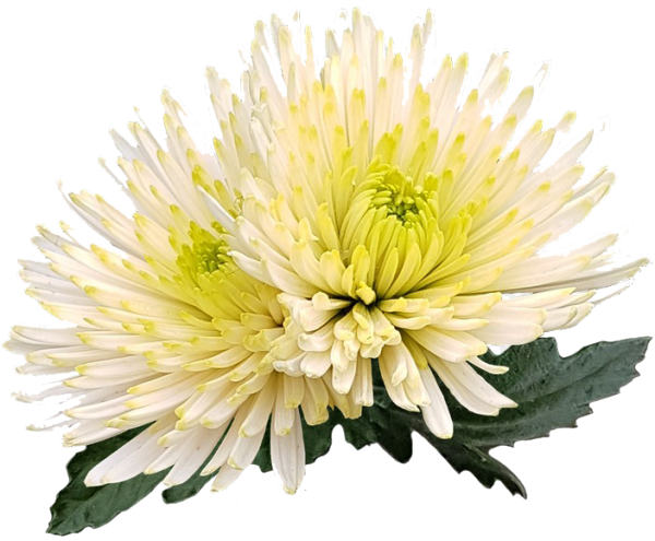 Каприо Хризантема одноголовая