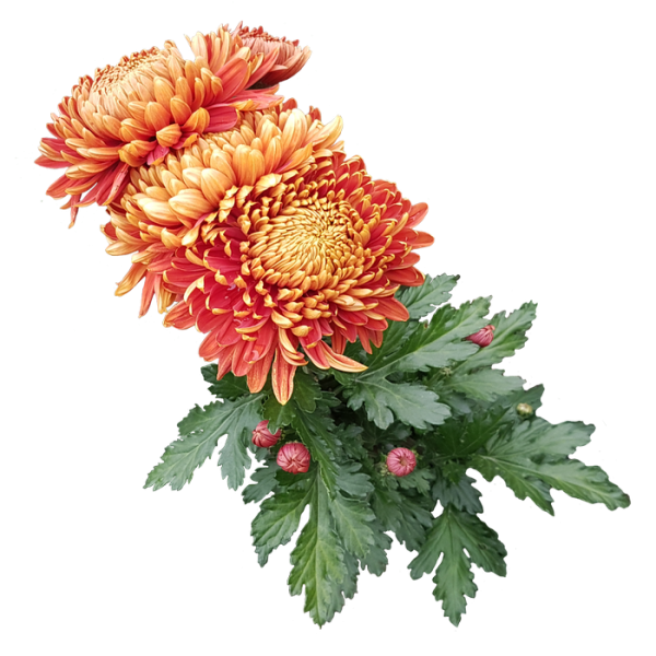 Хризантема Бартоли