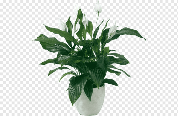 Спатифиллум Сноу кэп