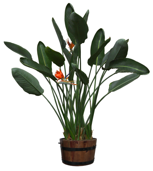 Комнатные растения на прозрачном фоне