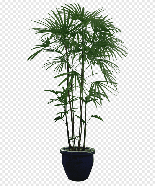 Ацидофилус цветок Пальма