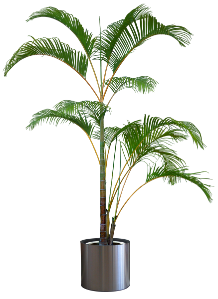 Эмеральд пальм