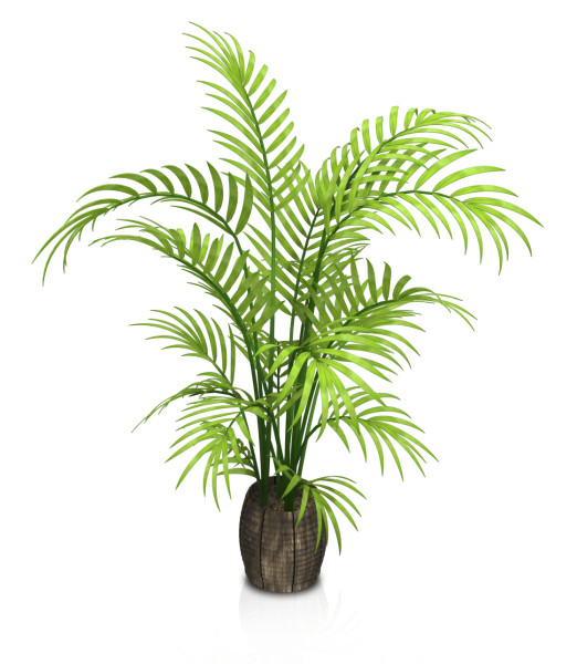 Пальма Арека Парадиз