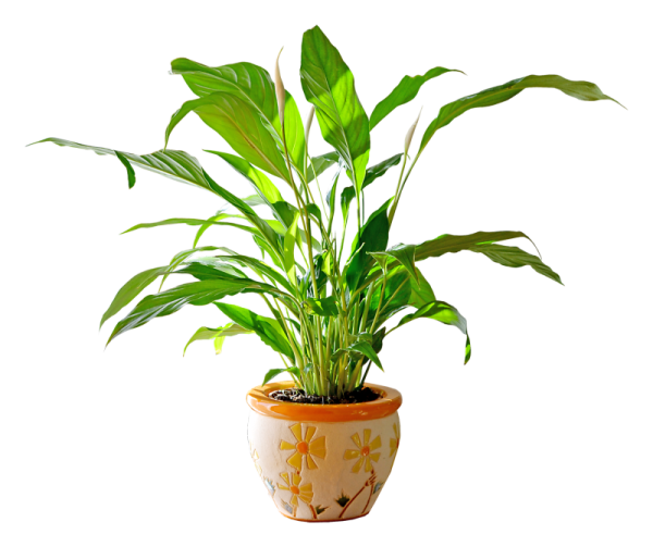 Цветок в горшке без фона