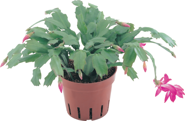 Комнатные растения для дошкольников Зигокактус